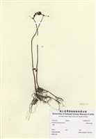 藏品(短角冷水麻)的圖片